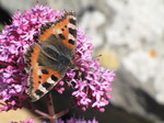 SX06509 Small Tortoiseshell (Aglais urticae) on pink flower Red Valerian (Centranthus ruber).jpg